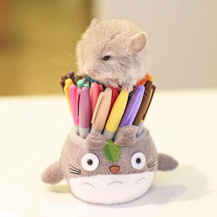 186 Baby Chinchillas That Will Melt Your Heart 186 Baby Chinchillas That Will Melt Your Heart