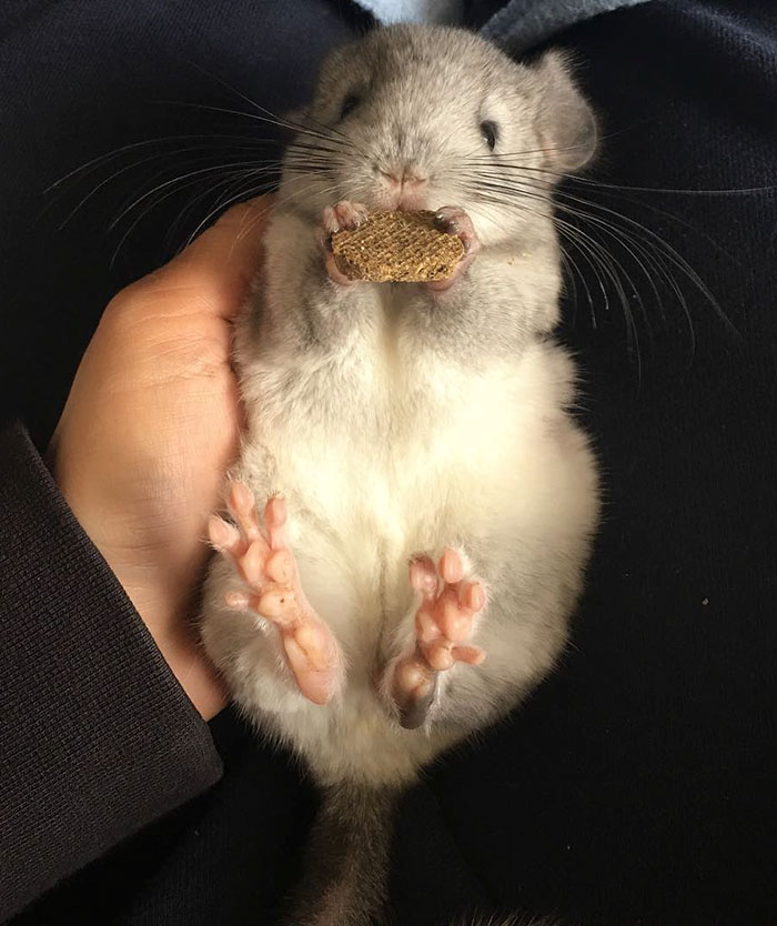 186 Baby Chinchillas That Will Melt Your Heart 186 Baby Chinchillas That Will Melt Your Heart