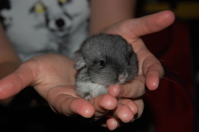 186 Baby Chinchillas That Will Melt Your Heart 186 Baby Chinchillas That Will Melt Your Heart