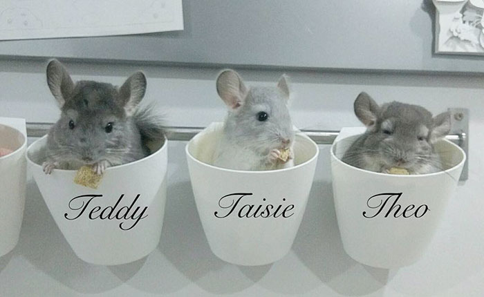 186 Baby Chinchillas That Will Melt Your Heart 186 Baby Chinchillas That Will Melt Your Heart