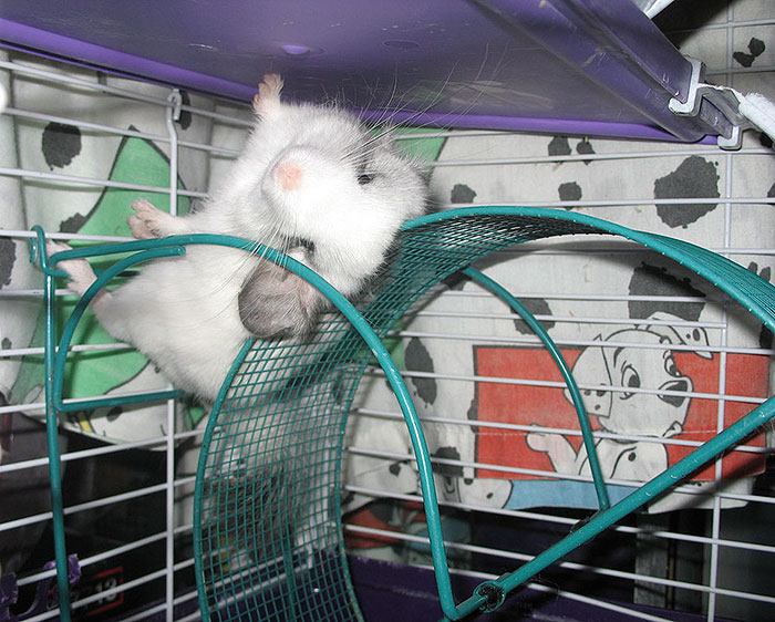 186 Baby Chinchillas That Will Melt Your Heart 186 Baby Chinchillas That Will Melt Your Heart