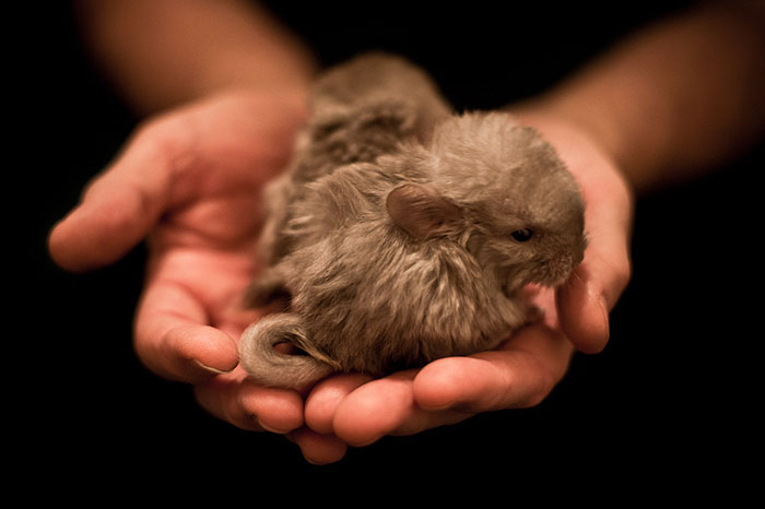 186 Baby Chinchillas That Will Melt Your Heart 186 Baby Chinchillas That Will Melt Your Heart