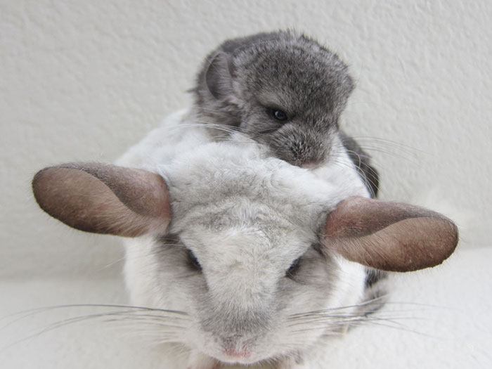 186 Baby Chinchillas That Will Melt Your Heart 186 Baby Chinchillas That Will Melt Your Heart