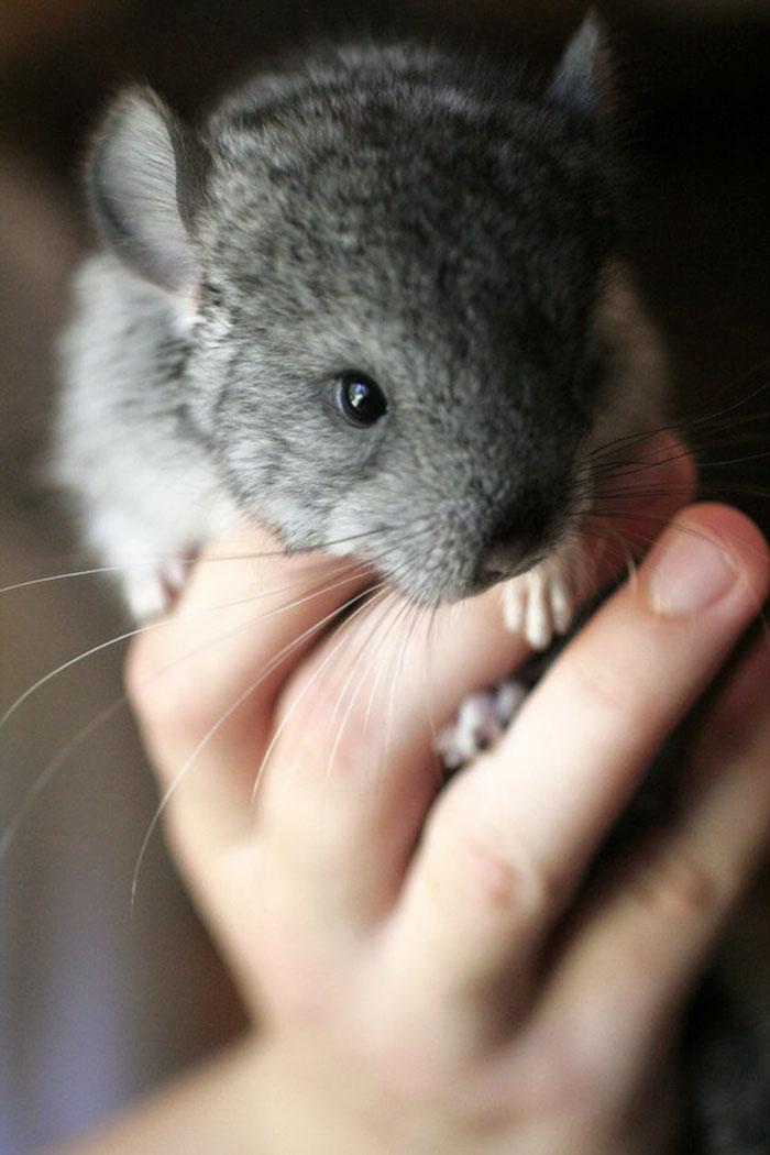 186 Baby Chinchillas That Will Melt Your Heart 186 Baby Chinchillas That Will Melt Your Heart