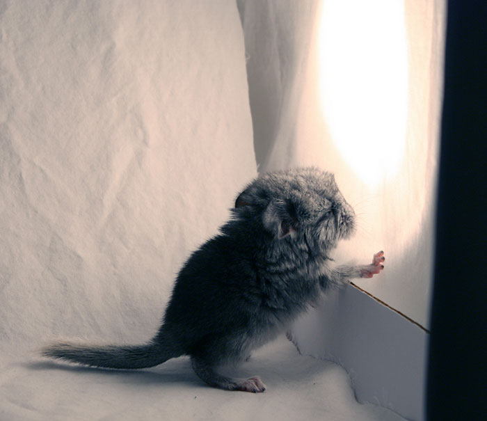 186 Baby Chinchillas That Will Melt Your Heart 186 Baby Chinchillas That Will Melt Your Heart