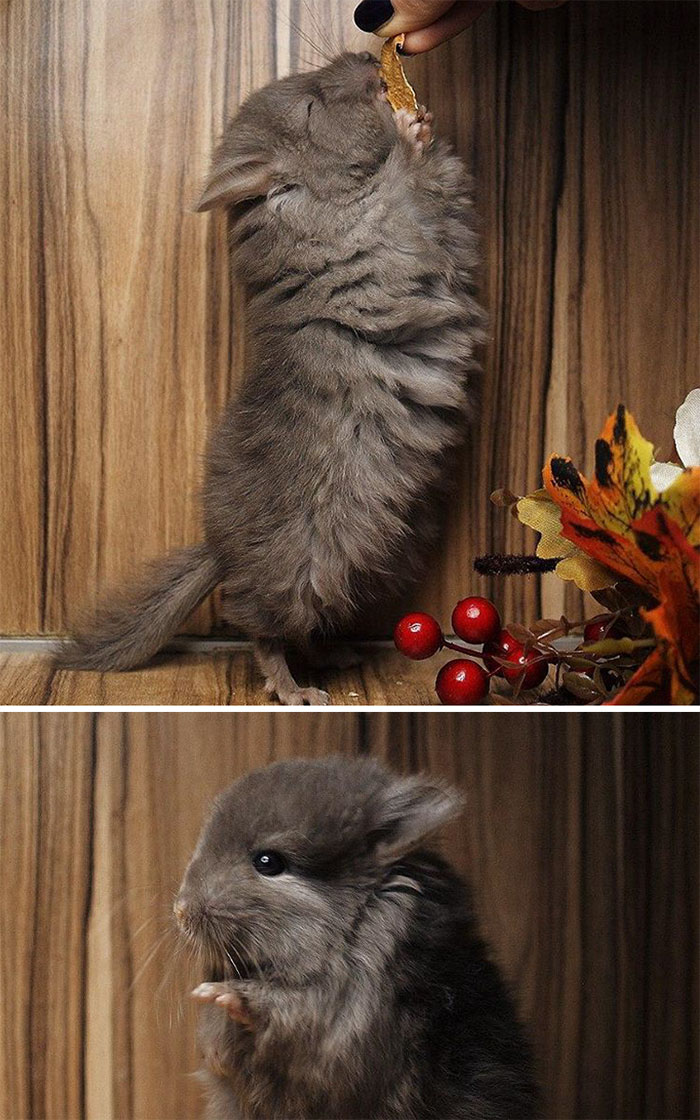 186 Baby Chinchillas That Will Melt Your Heart 186 Baby Chinchillas That Will Melt Your Heart