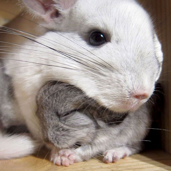 186 Baby Chinchillas That Will Melt Your Heart 186 Baby Chinchillas That Will Melt Your Heart