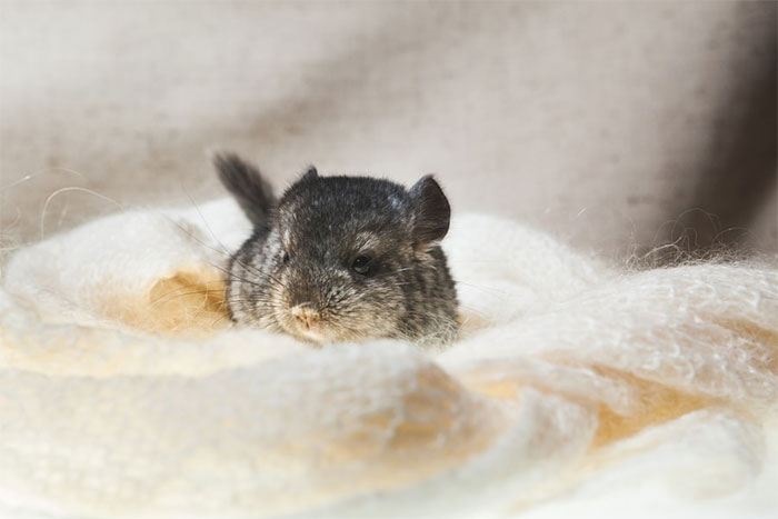186 Baby Chinchillas That Will Melt Your Heart 186 Baby Chinchillas That Will Melt Your Heart