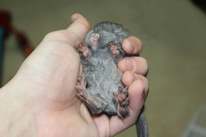 186 Baby Chinchillas That Will Melt Your Heart 186 Baby Chinchillas That Will Melt Your Heart