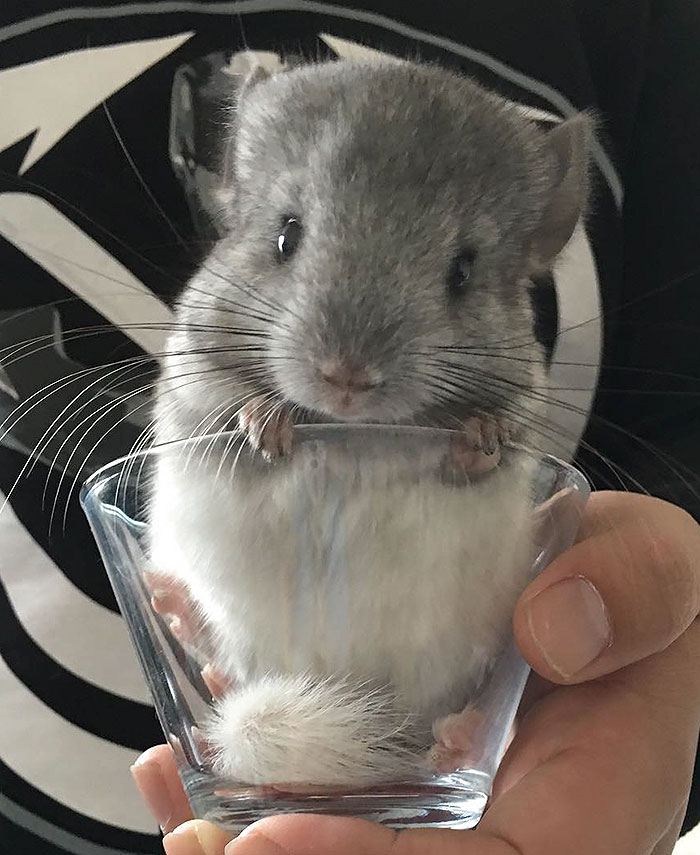 186 Baby Chinchillas That Will Melt Your Heart 186 Baby Chinchillas That Will Melt Your Heart