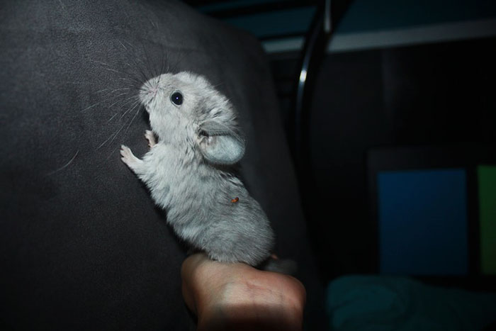 186 Baby Chinchillas That Will Melt Your Heart 186 Baby Chinchillas That Will Melt Your Heart