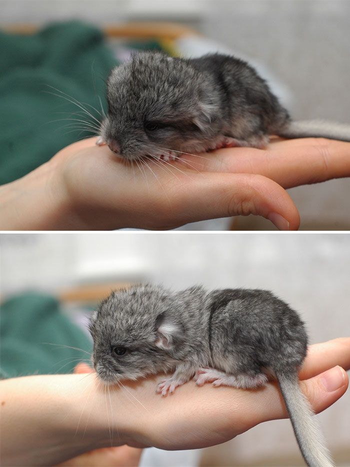 186 Baby Chinchillas That Will Melt Your Heart 186 Baby Chinchillas That Will Melt Your Heart