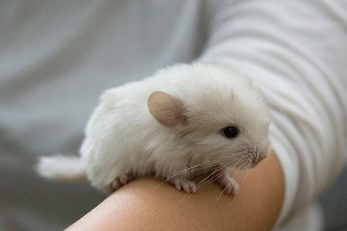 186 Baby Chinchillas That Will Melt Your Heart 186 Baby Chinchillas That Will Melt Your Heart