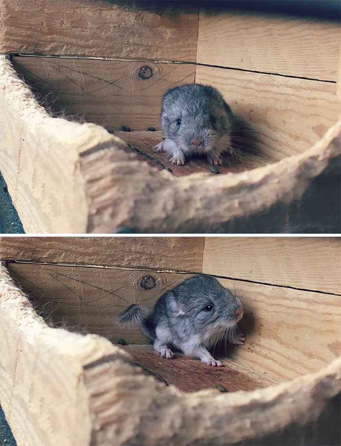 186 Baby Chinchillas That Will Melt Your Heart 186 Baby Chinchillas That Will Melt Your Heart
