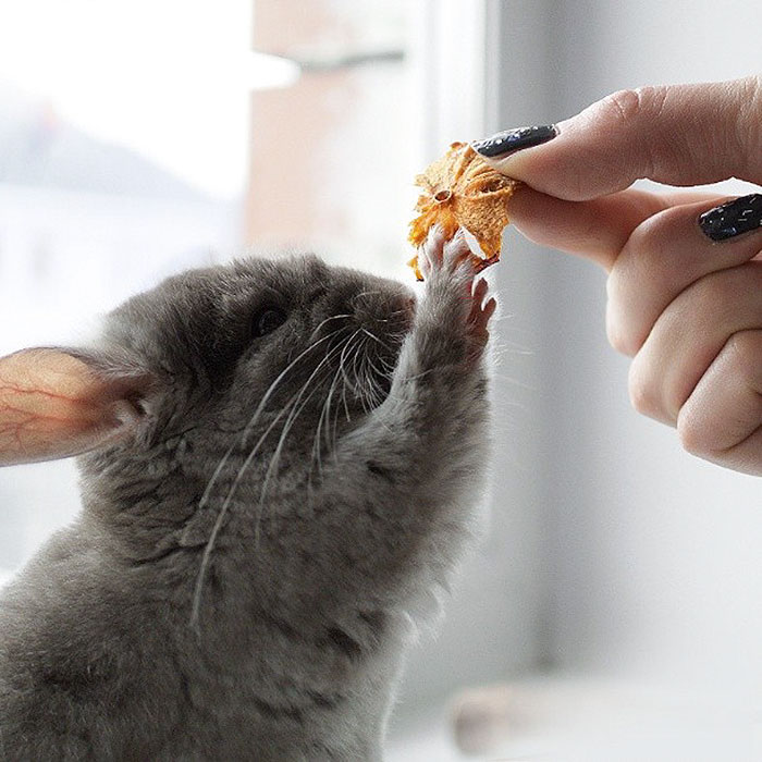 186 Baby Chinchillas That Will Melt Your Heart 186 Baby Chinchillas That Will Melt Your Heart