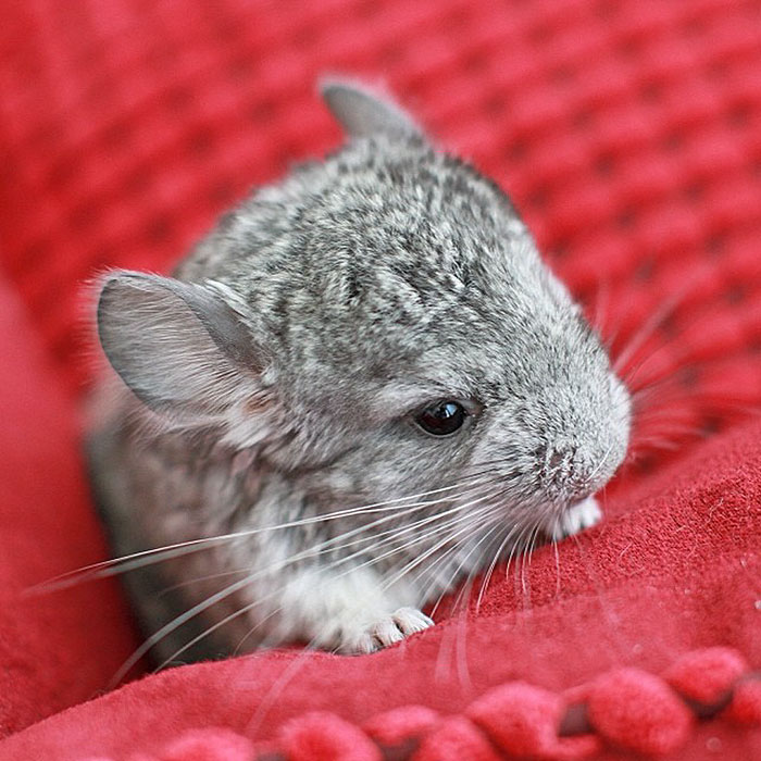 186 Baby Chinchillas That Will Melt Your Heart 186 Baby Chinchillas That Will Melt Your Heart