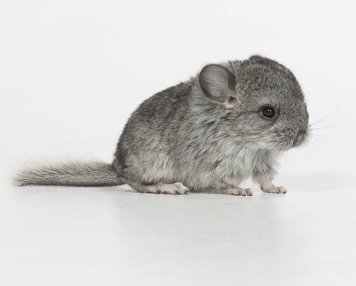 186 Baby Chinchillas That Will Melt Your Heart 186 Baby Chinchillas That Will Melt Your Heart