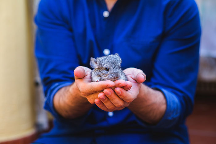 186 Baby Chinchillas That Will Melt Your Heart 186 Baby Chinchillas That Will Melt Your Heart