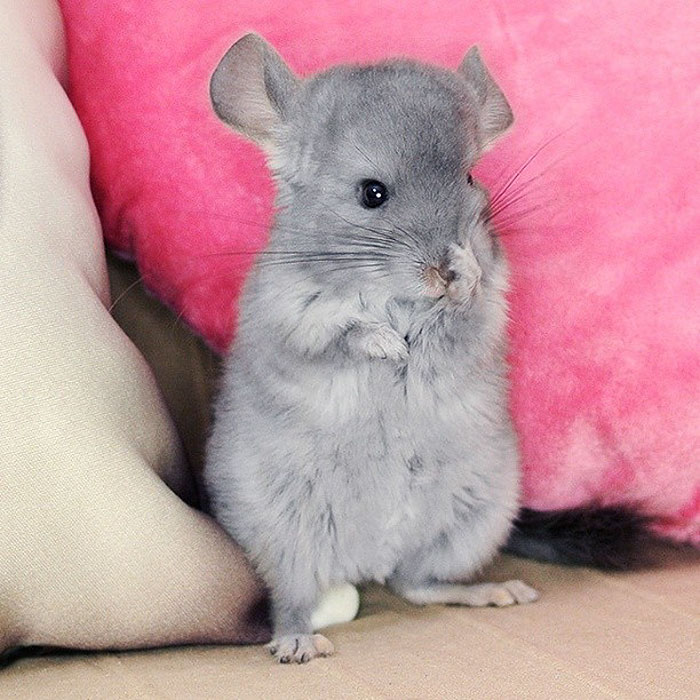 186 Baby Chinchillas That Will Melt Your Heart 186 Baby Chinchillas That Will Melt Your Heart