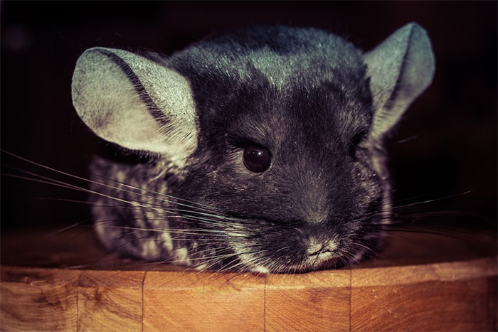 186 Baby Chinchillas That Will Melt Your Heart 186 Baby Chinchillas That Will Melt Your Heart