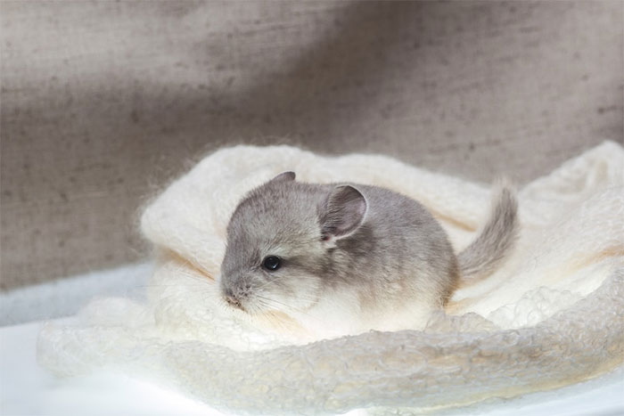 186 Baby Chinchillas That Will Melt Your Heart 186 Baby Chinchillas That Will Melt Your Heart