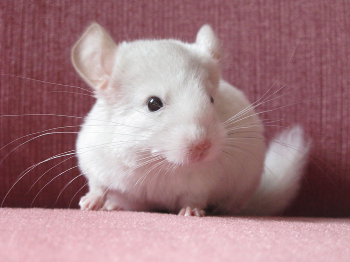 186 Baby Chinchillas That Will Melt Your Heart 186 Baby Chinchillas That Will Melt Your Heart