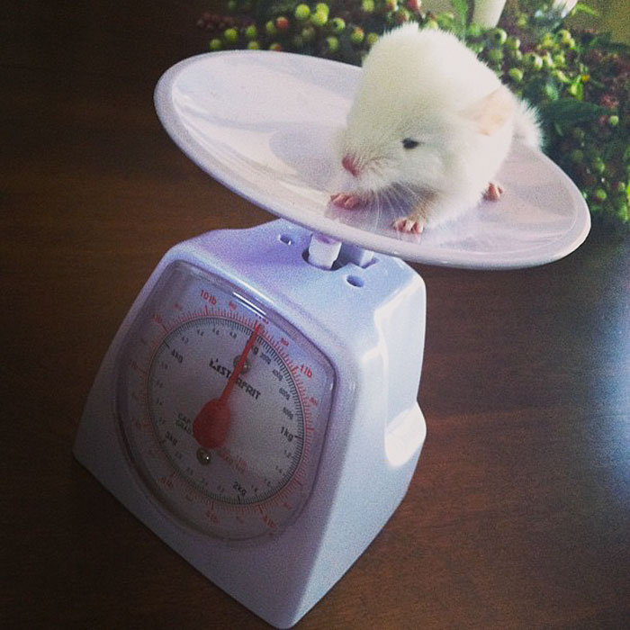 186 Baby Chinchillas That Will Melt Your Heart 186 Baby Chinchillas That Will Melt Your Heart