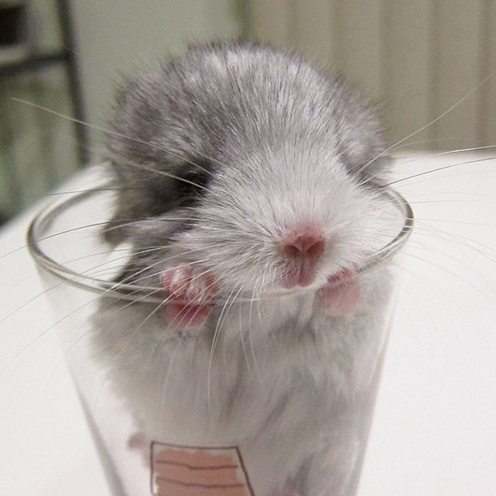 186 Baby Chinchillas That Will Melt Your Heart 186 Baby Chinchillas That Will Melt Your Heart