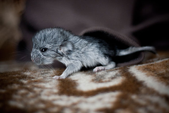 186 Baby Chinchillas That Will Melt Your Heart 186 Baby Chinchillas That Will Melt Your Heart