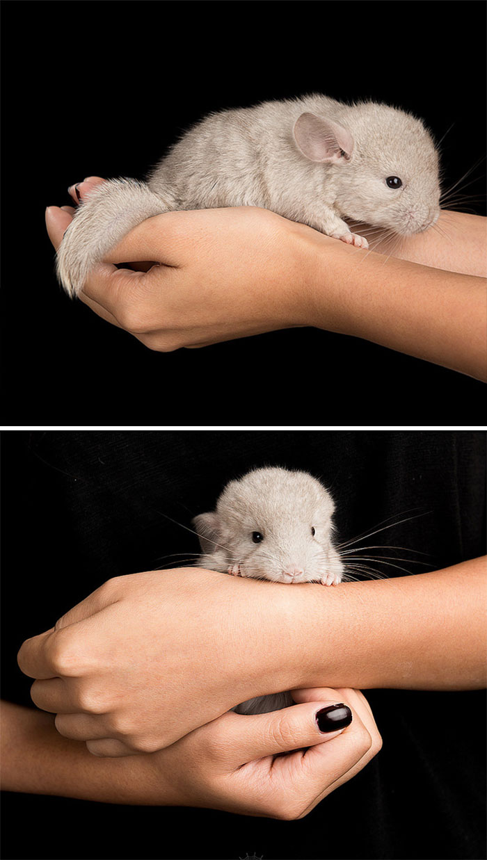 186 Baby Chinchillas That Will Melt Your Heart 186 Baby Chinchillas That Will Melt Your Heart
