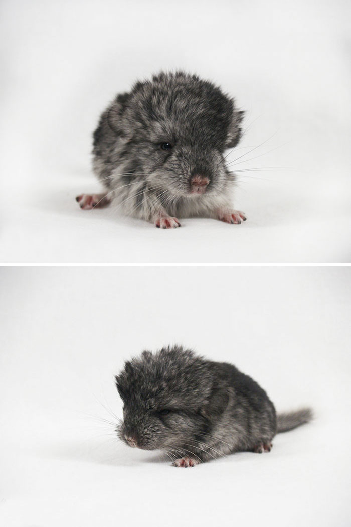 186 Baby Chinchillas That Will Melt Your Heart 186 Baby Chinchillas That Will Melt Your Heart