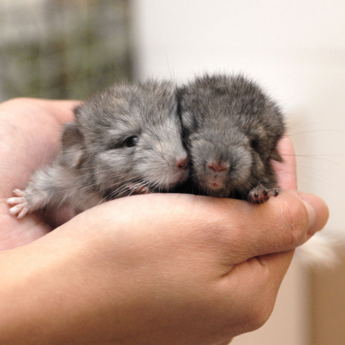 186 Baby Chinchillas That Will Melt Your Heart 186 Baby Chinchillas That Will Melt Your Heart