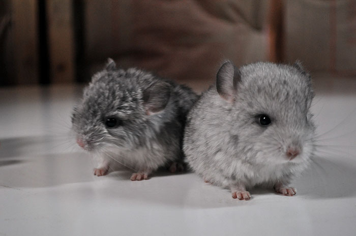 186 Baby Chinchillas That Will Melt Your Heart 186 Baby Chinchillas That Will Melt Your Heart
