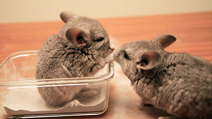 186 Baby Chinchillas That Will Melt Your Heart 186 Baby Chinchillas That Will Melt Your Heart