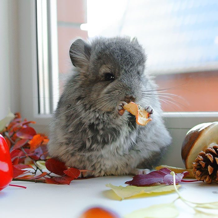 186 Baby Chinchillas That Will Melt Your Heart 186 Baby Chinchillas That Will Melt Your Heart