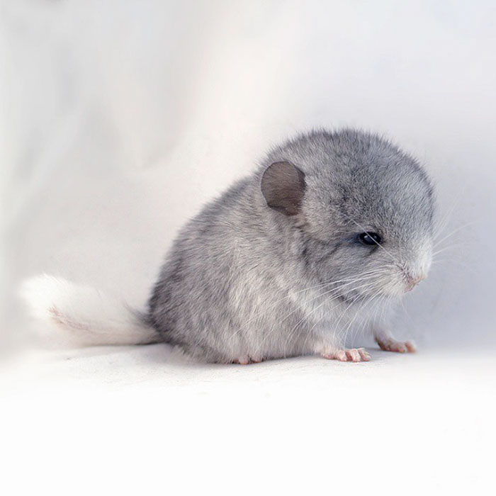 186 Baby Chinchillas That Will Melt Your Heart 186 Baby Chinchillas That Will Melt Your Heart