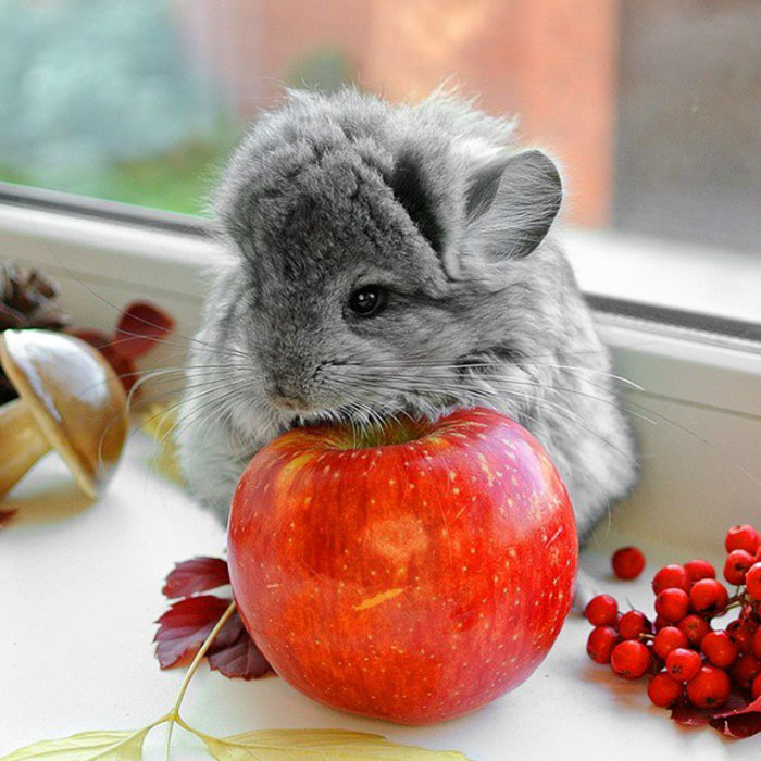 186 Baby Chinchillas That Will Melt Your Heart 186 Baby Chinchillas That Will Melt Your Heart