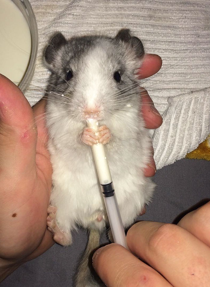 186 Baby Chinchillas That Will Melt Your Heart 186 Baby Chinchillas That Will Melt Your Heart