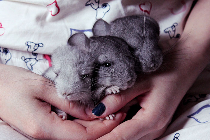 186 Baby Chinchillas That Will Melt Your Heart 186 Baby Chinchillas That Will Melt Your Heart