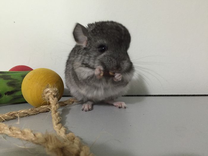 186 Baby Chinchillas That Will Melt Your Heart 186 Baby Chinchillas That Will Melt Your Heart