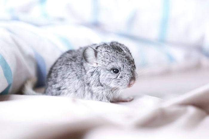 186 Baby Chinchillas That Will Melt Your Heart 186 Baby Chinchillas That Will Melt Your Heart