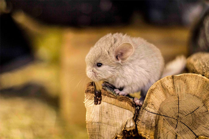186 Baby Chinchillas That Will Melt Your Heart 186 Baby Chinchillas That Will Melt Your Heart