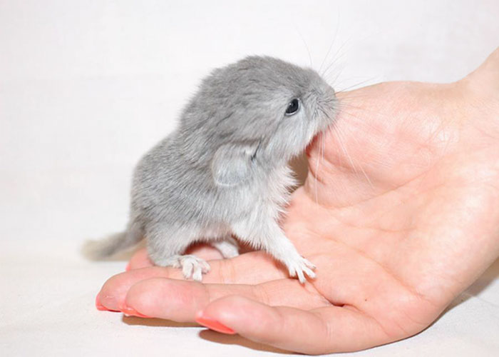 186 Baby Chinchillas That Will Melt Your Heart 186 Baby Chinchillas That Will Melt Your Heart