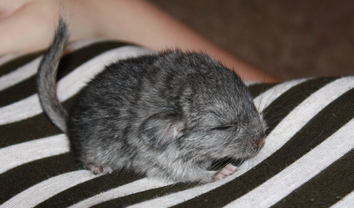 186 Baby Chinchillas That Will Melt Your Heart 186 Baby Chinchillas That Will Melt Your Heart