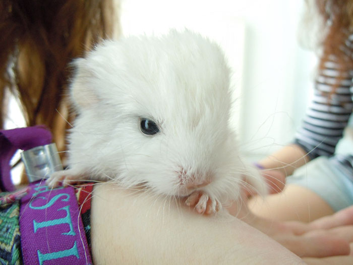 186 Baby Chinchillas That Will Melt Your Heart 186 Baby Chinchillas That Will Melt Your Heart