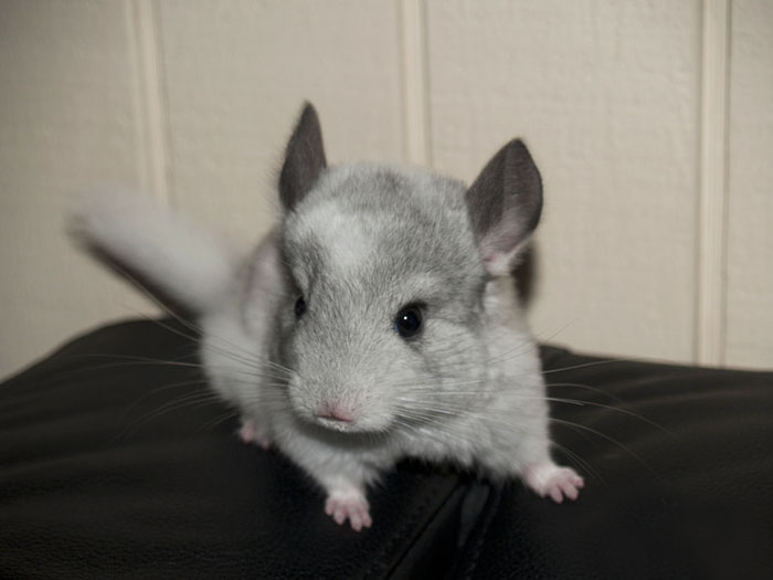 186 Baby Chinchillas That Will Melt Your Heart 186 Baby Chinchillas That Will Melt Your Heart