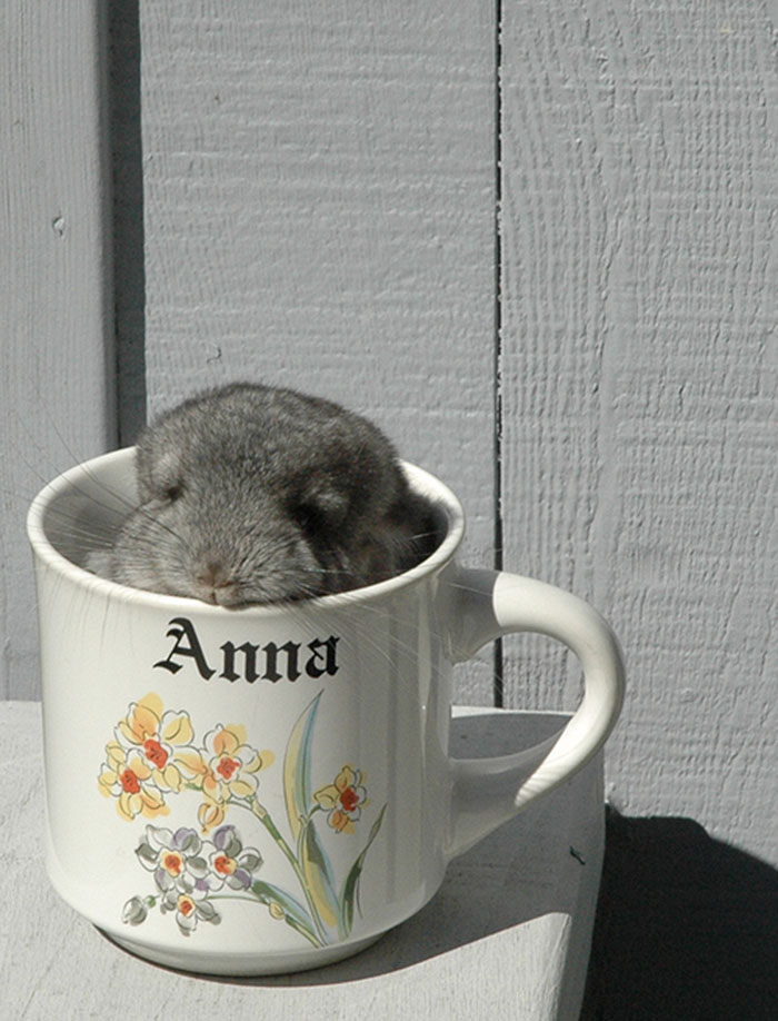 186 Baby Chinchillas That Will Melt Your Heart 186 Baby Chinchillas That Will Melt Your Heart