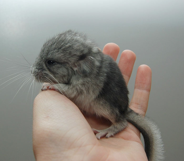 186 Baby Chinchillas That Will Melt Your Heart 186 Baby Chinchillas That Will Melt Your Heart