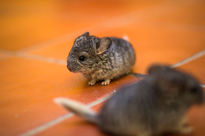 186 Baby Chinchillas That Will Melt Your Heart 186 Baby Chinchillas That Will Melt Your Heart