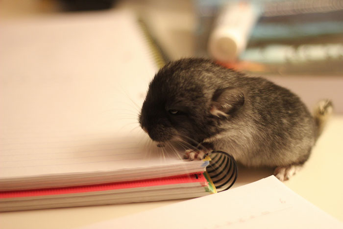 186 Baby Chinchillas That Will Melt Your Heart 186 Baby Chinchillas That Will Melt Your Heart